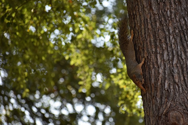 家的唯一救 家的唯一救